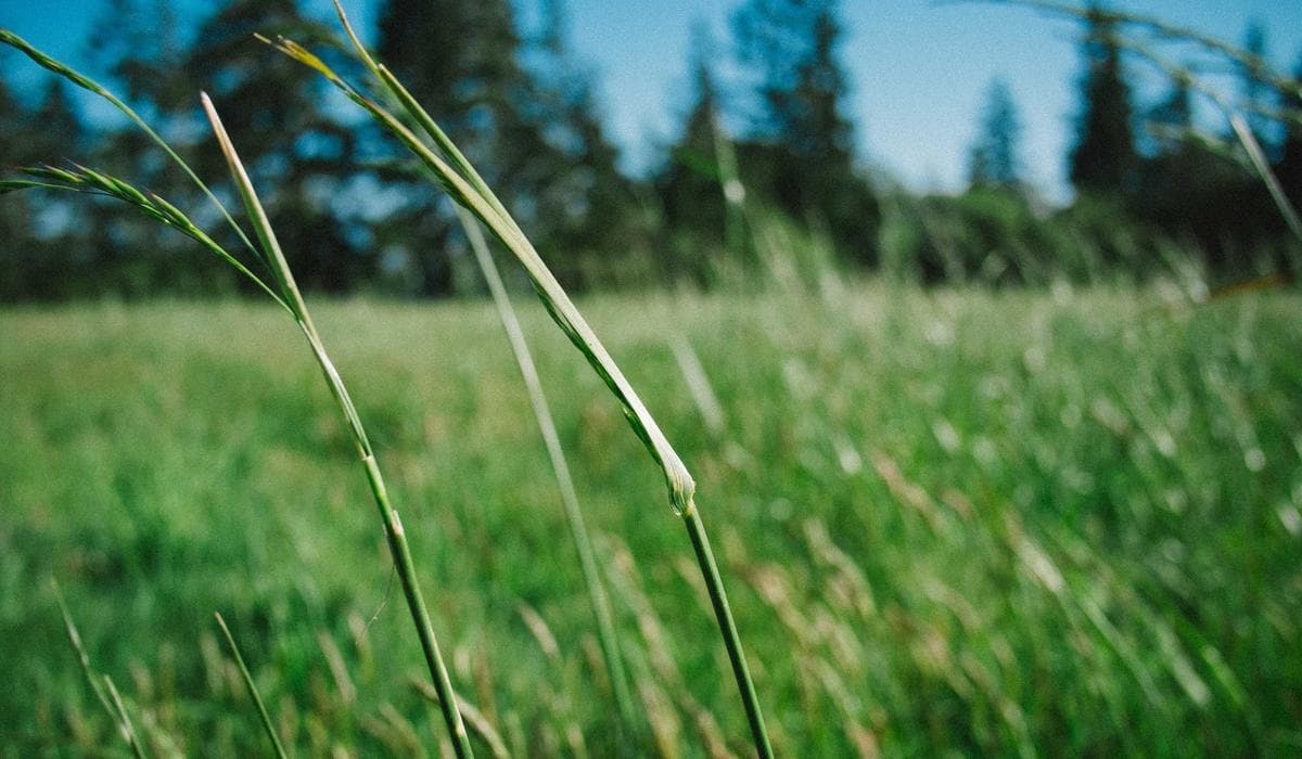 Dummy Project 9 screenshot 2